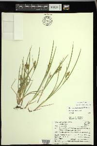 Carex garberi image