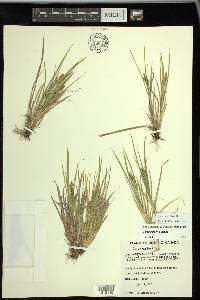 Carex garberi image