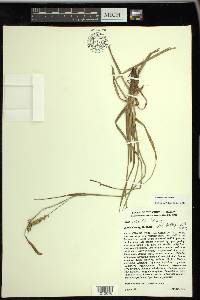 Carex meadii image