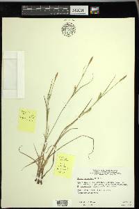 Carex tetanica image