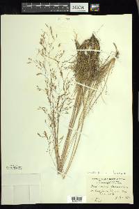 Avenella flexuosa image