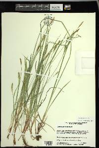 Carex tetanica image