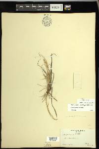 Carex garberi image