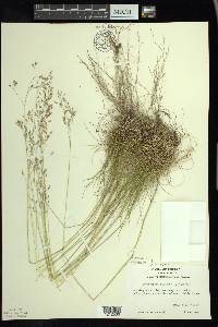 Avenella flexuosa image