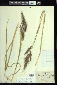 Echinochloa walteri image