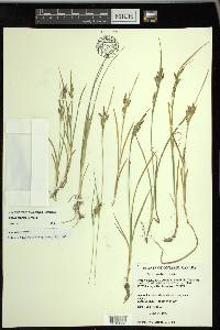 Carex garberi image