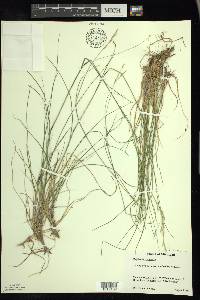 Danthonia compressa image