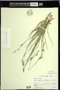 Carex meadii image