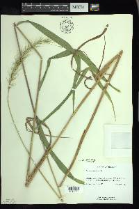 Elymus riparius image