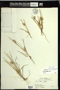 Carex garberi image