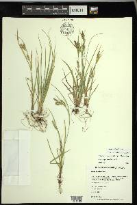 Carex garberi image