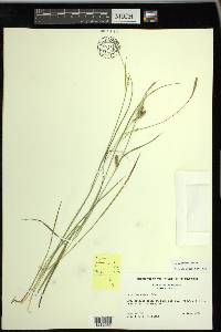 Carex tetanica image