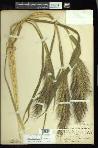 Echinochloa walteri image