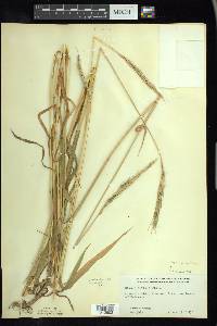 Elymus glaucus image