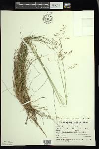 Avenella flexuosa image