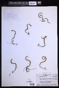 Lepisorus asterolepis image
