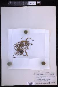 Lepisorus asterolepis image