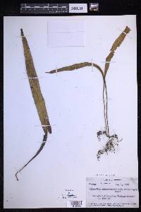 Lepisorus asterolepis image