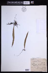 Lepisorus thunbergianus image