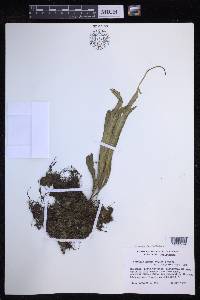 Lepisorus platyrhynchos image