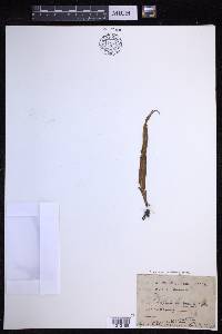 Lepisorus thunbergianus image