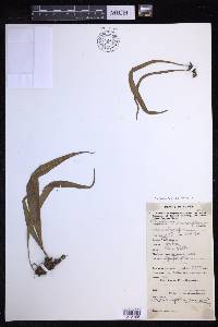 Lepisorus asterolepis image