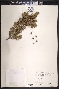 Juniperus pinchotii image