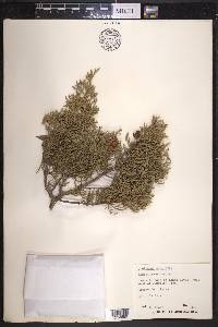 Juniperus pinchotii image