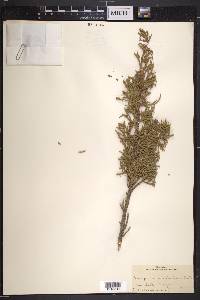 Juniperus occidentalis image