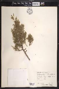 Juniperus coahuilensis image