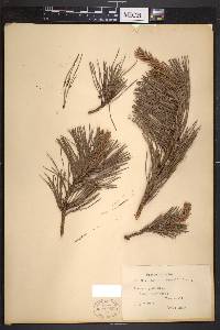 Pinus rigida image