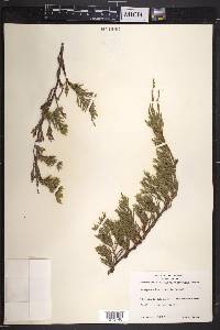 Juniperus horizontalis image