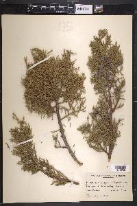 Juniperus monosperma image