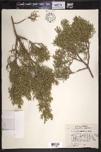 Juniperus pinchotii image