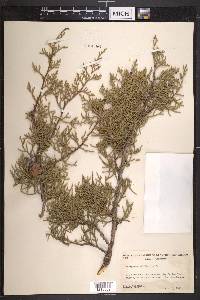 Juniperus californica image