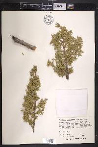 Juniperus monosperma image