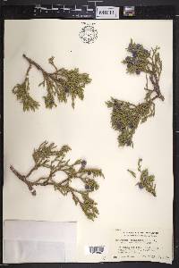 Juniperus occidentalis image