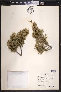 Juniperus pinchotii image