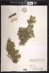 Juniperus monosperma image