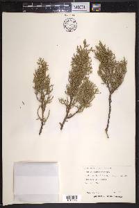 Juniperus pinchotii image