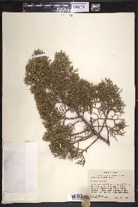 Juniperus pinchotii image