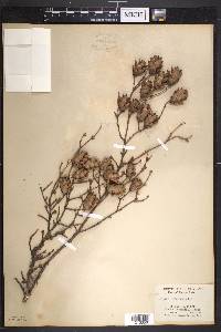 Tsuga heterophylla image