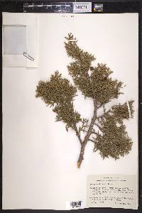 Juniperus pinchotii image