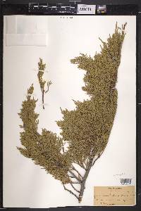 Juniperus sabina image