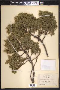 Juniperus pinchotii image