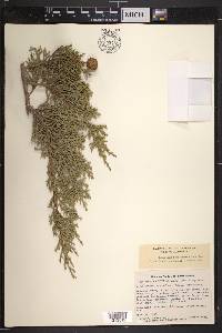 Juniperus californica image