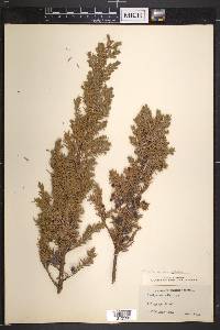 Juniperus communis var. saxatilis image