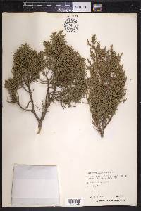 Juniperus pinchotii image