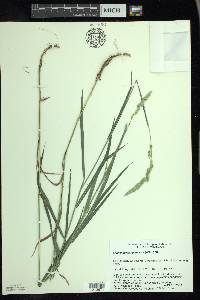 Muhlenbergia glomerata image