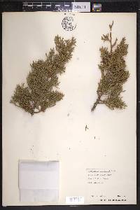 Juniperus pinchotii image